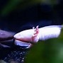 Axolotl Hidup Dimana